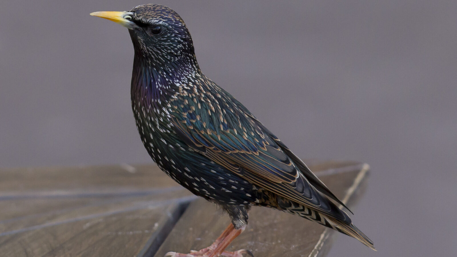 Common Starling