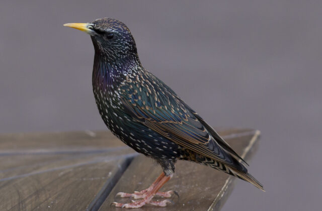 Common Starling