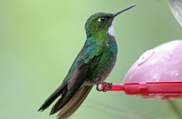 Tourmaline Sunangel