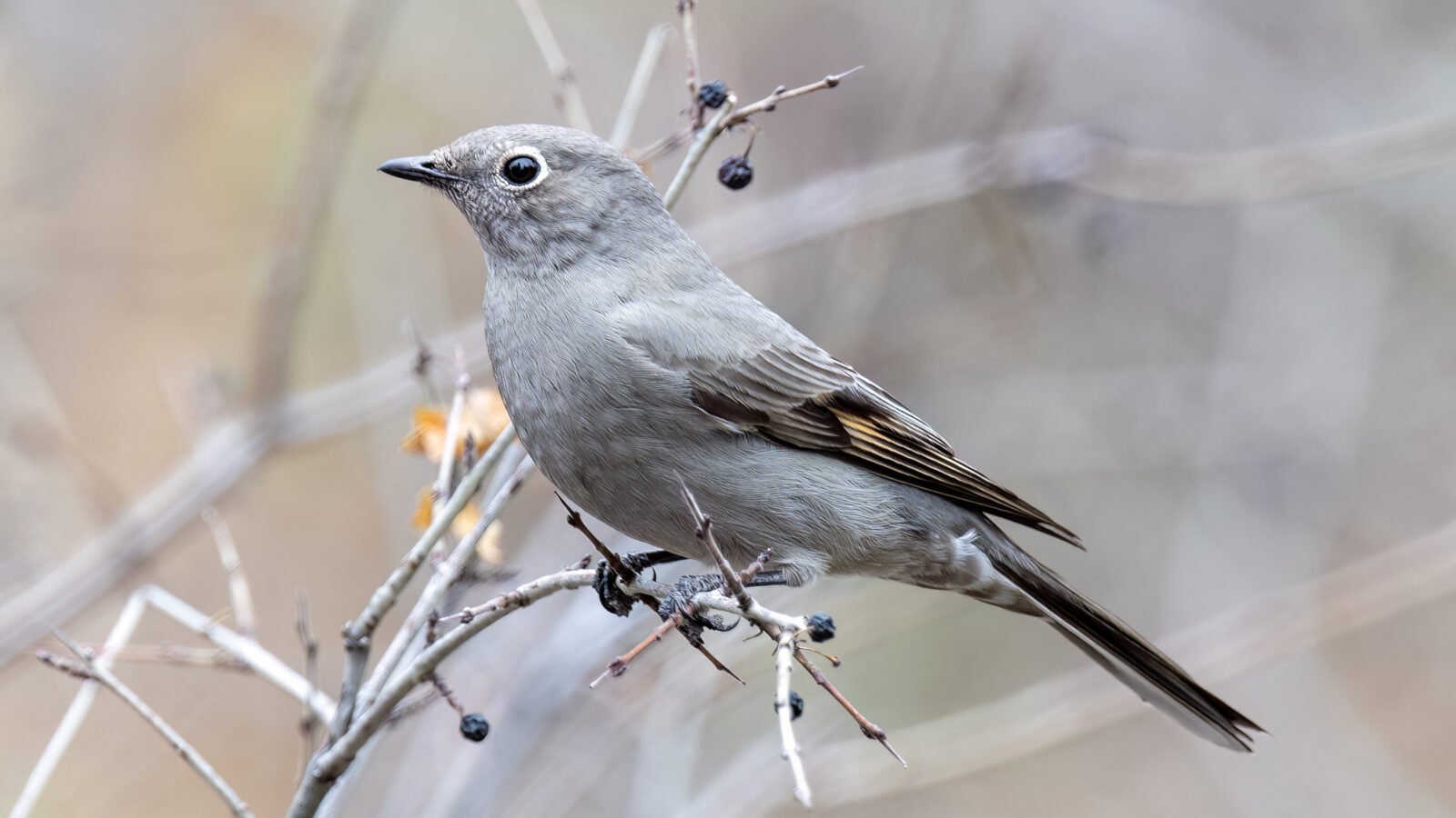 Townsend’s Solitaire
