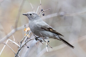 Townsend’s Solitaire