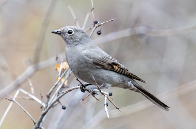 Townsend’s Solitaire
