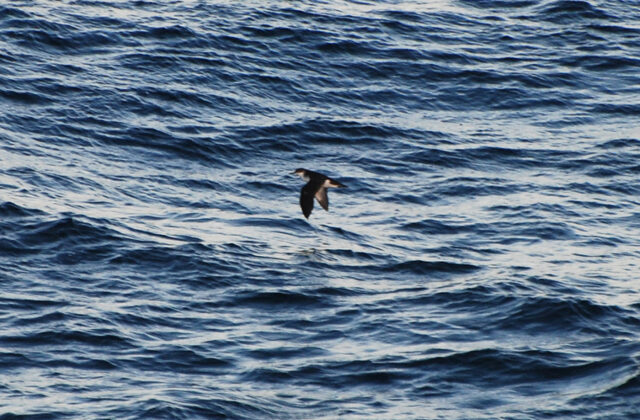 Rapa Shearwater