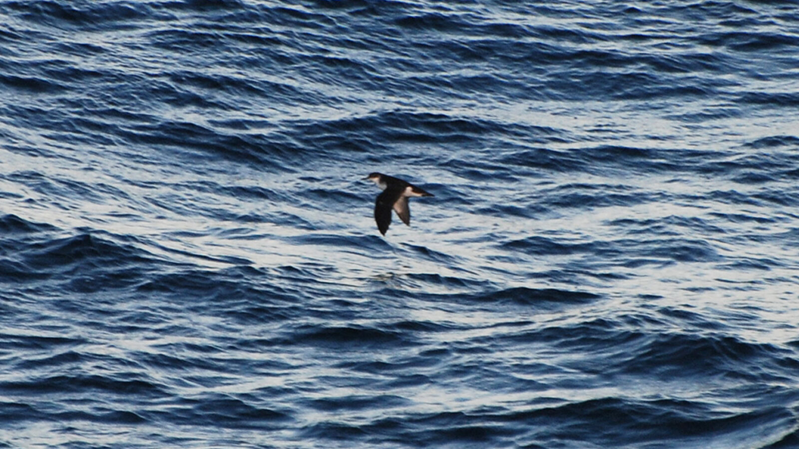 Townsend’s Shearwater