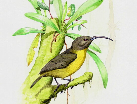 Slaty-headed Longbill
