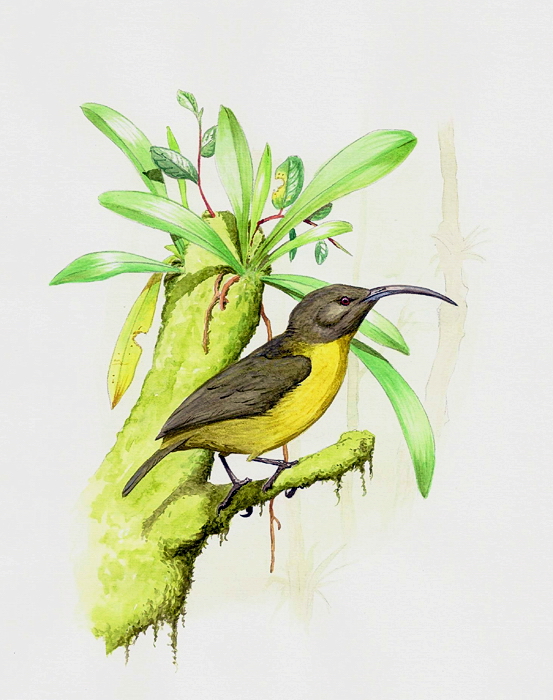 Slaty-headed Longbill