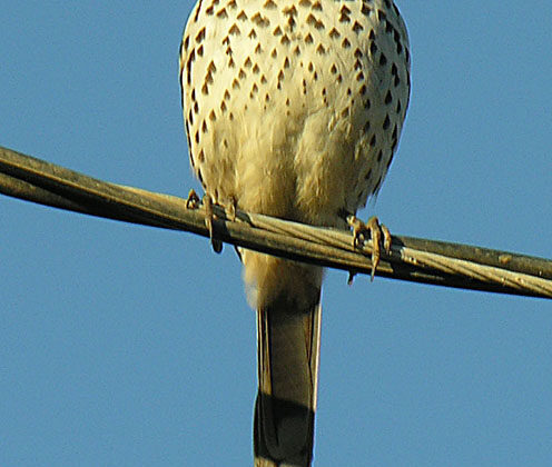 Grey Thrasher