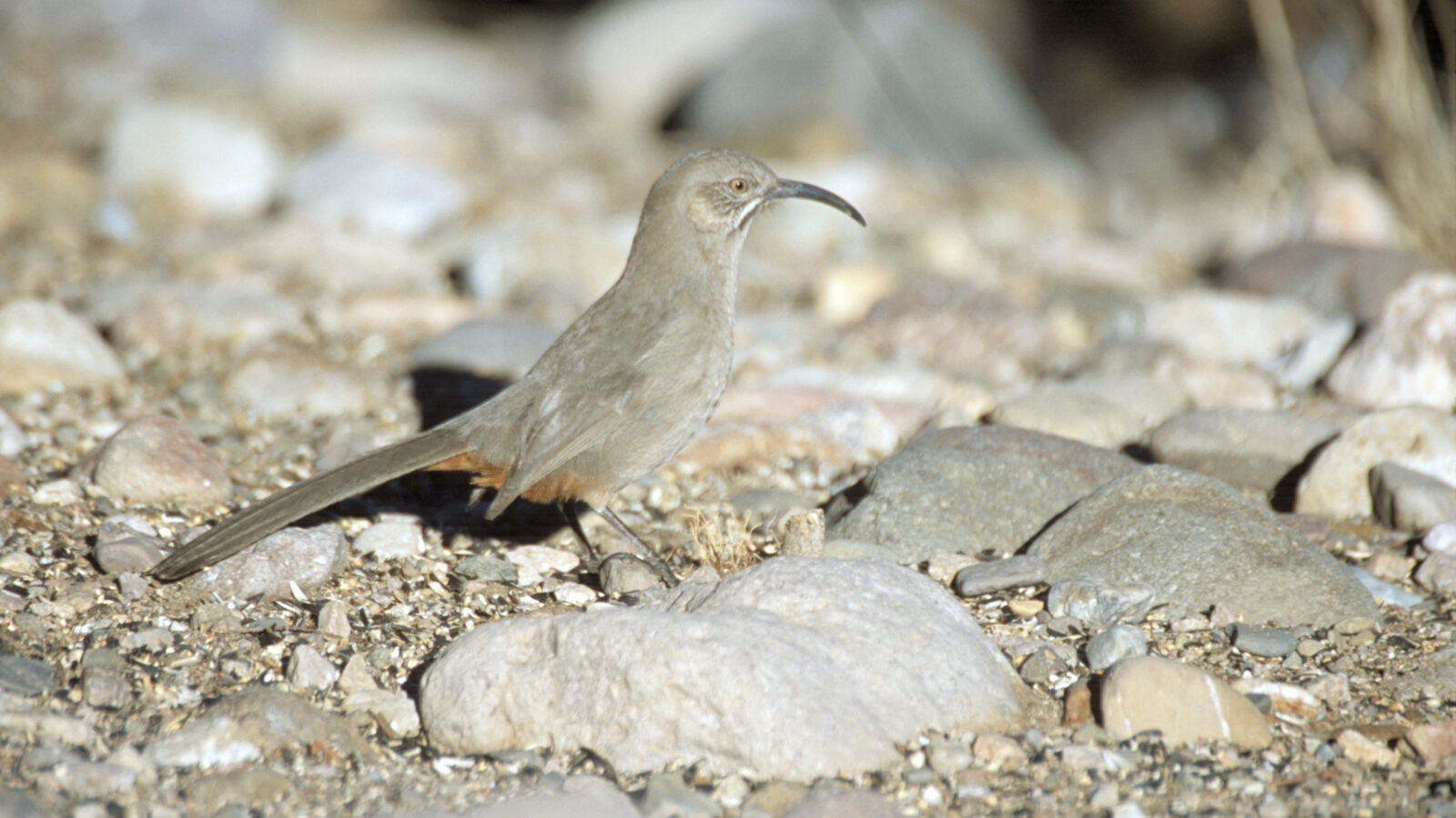 Crissal Thrasher