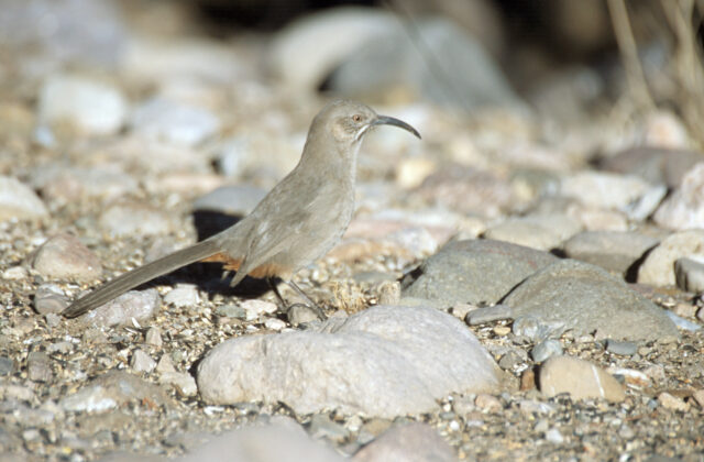 Crissal Thrasher