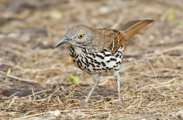 Long-billed Thrasher