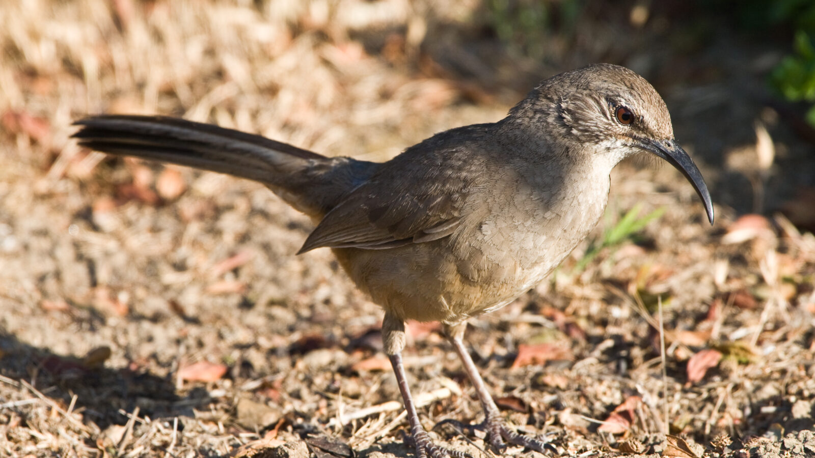 California Thrasher