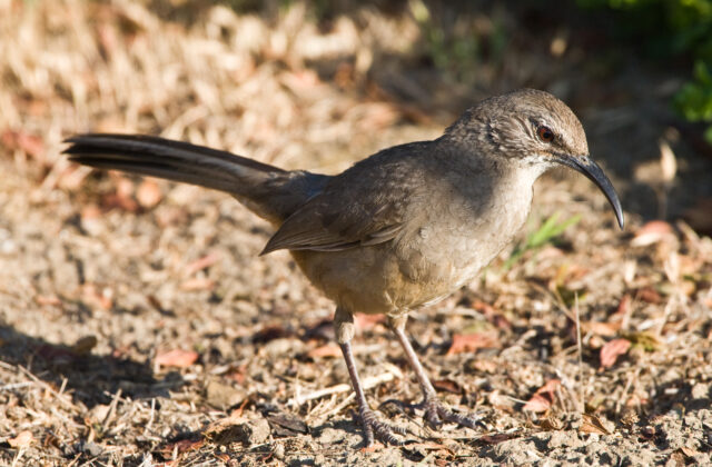 California Thrasher