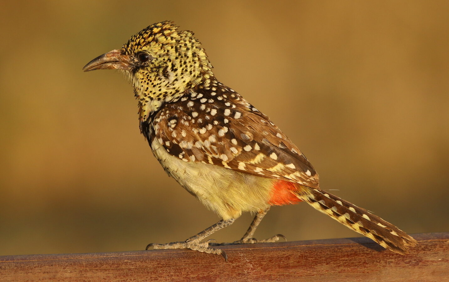 D’Arnaud’s Barbet
