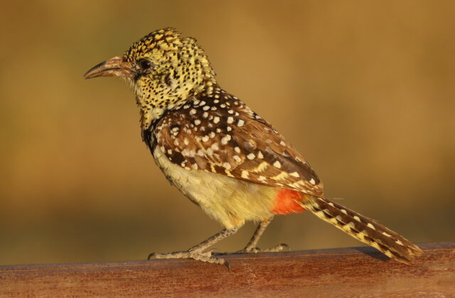 D’Arnaud’s Barbet