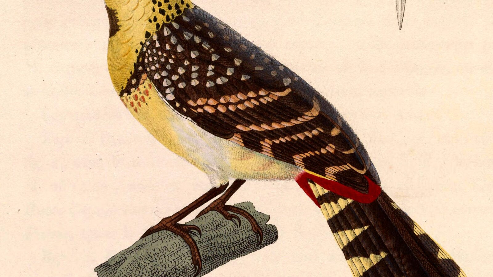 Yellow-breasted Barbet