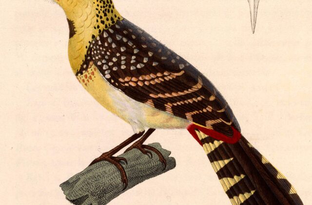 Yellow-breasted Barbet