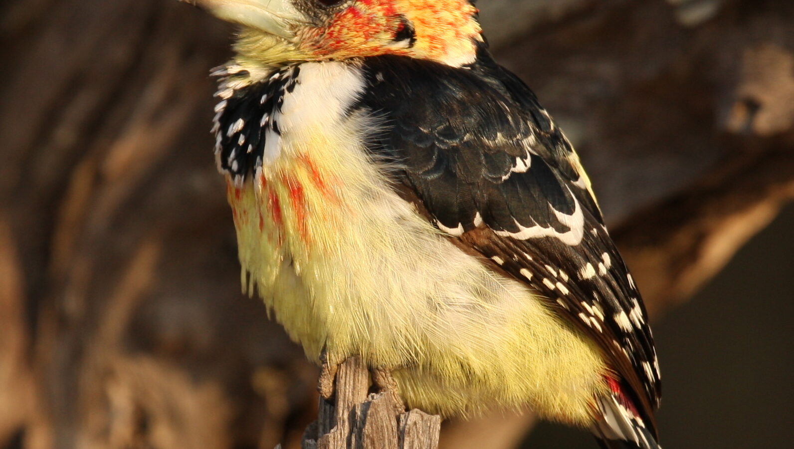 Crested Barbet