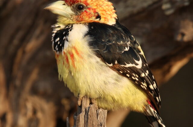 Crested Barbet