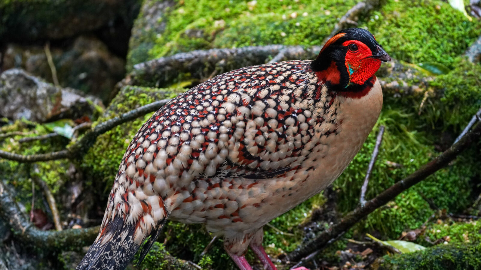 Cabot’s Tragopan