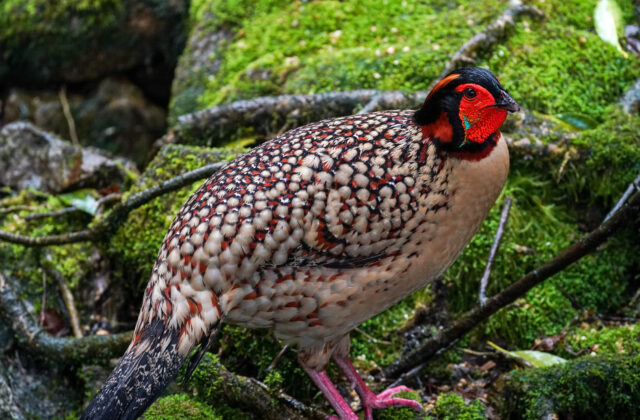 Cabot’s Tragopan