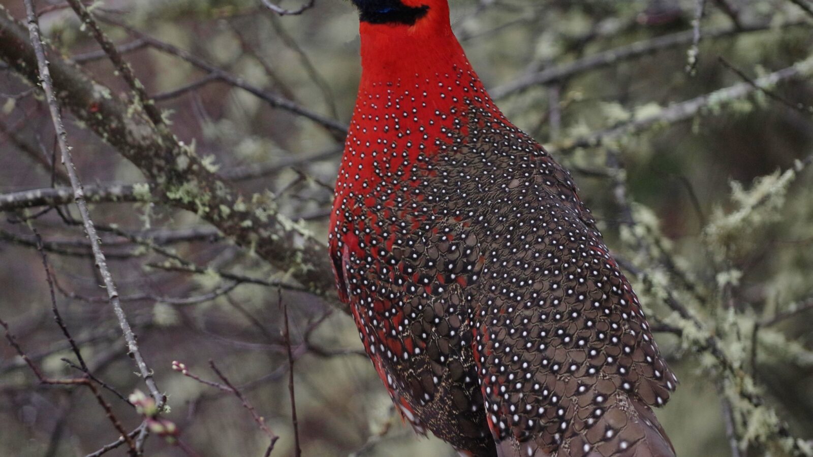 Satyr Tragopan