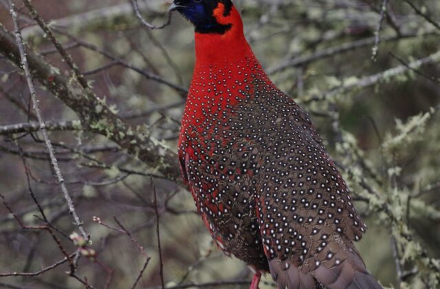 Satyr Tragopan