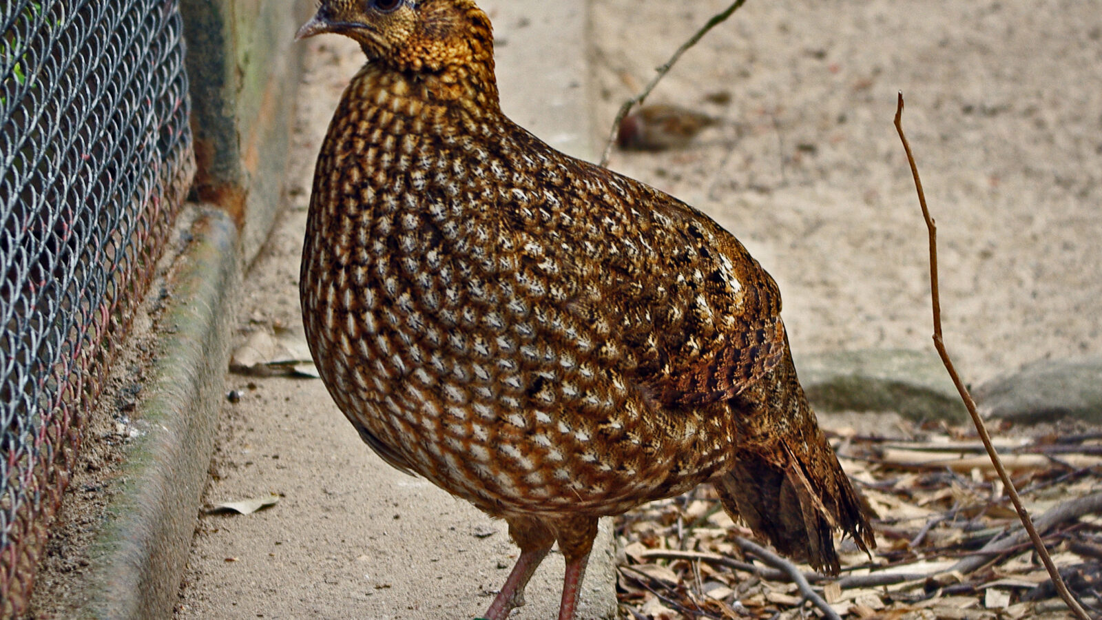 Temminck’s Tragopan