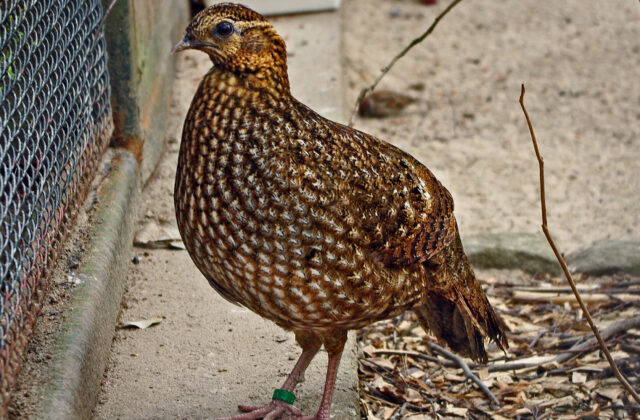 Temminck’s Tragopan