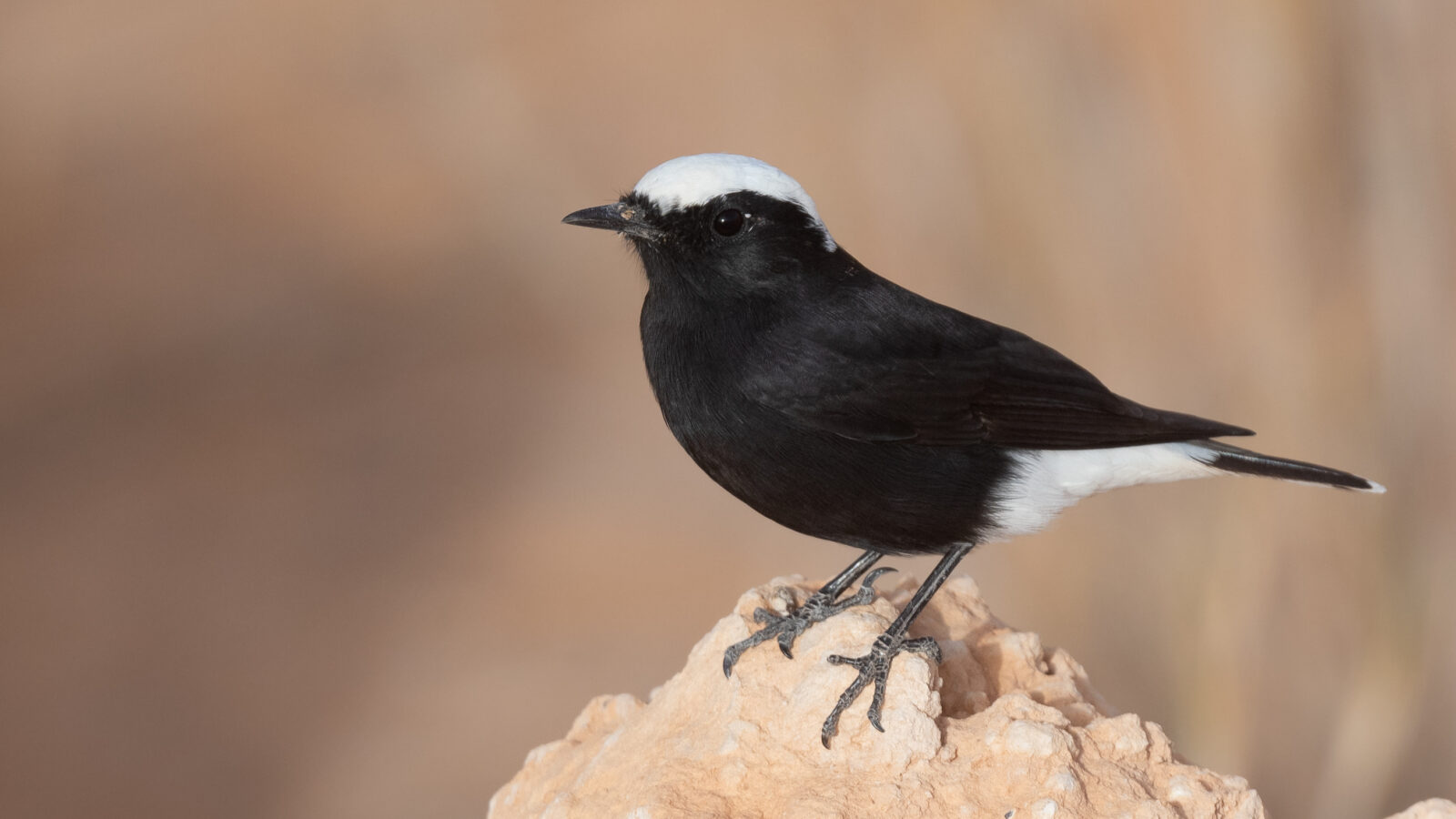 White-crowned Wheatear