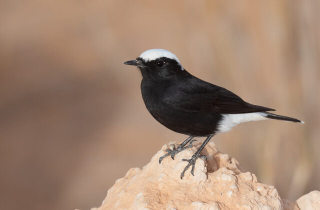 White-crowned Wheatear