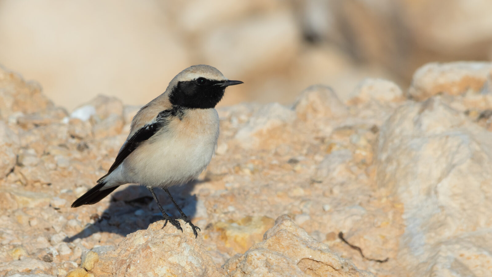 Desert Wheatear