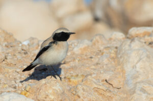 Desert Wheatear