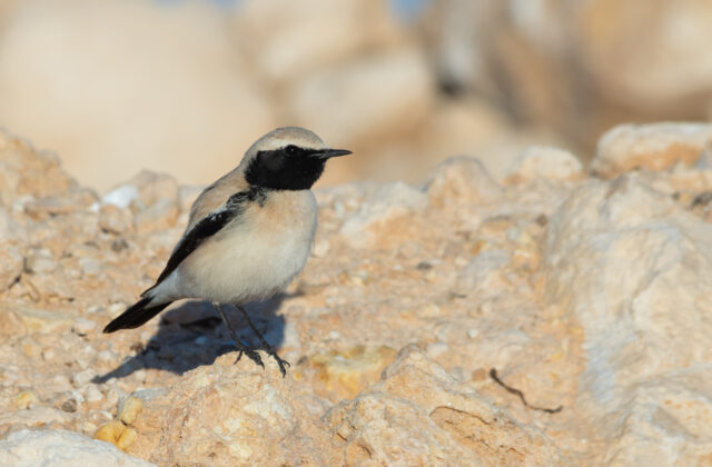 Desert Wheatear