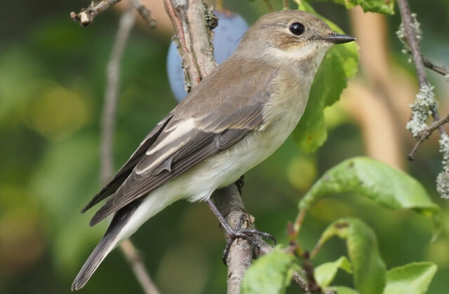 European Pied Flycatcher