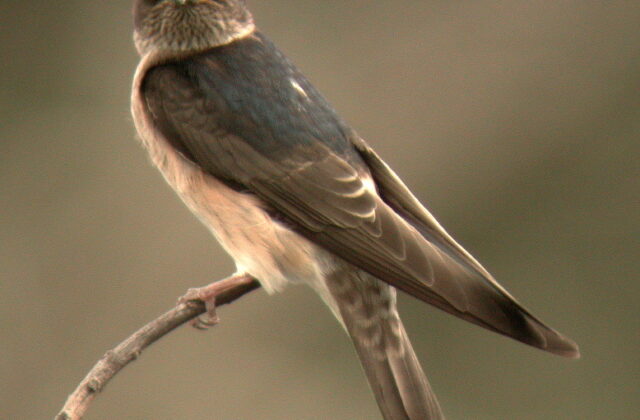 Tree Martin