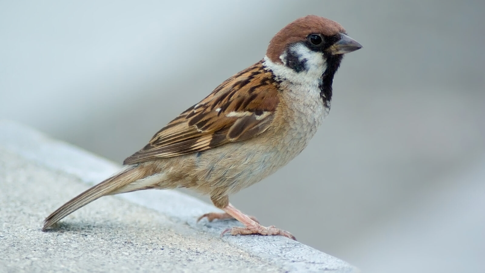 Eurasian Tree Sparrow