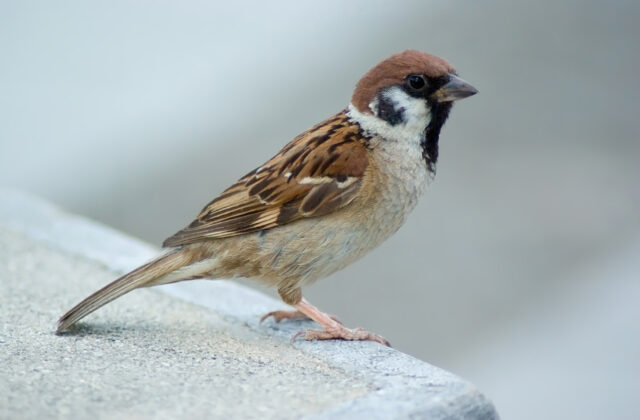 Eurasian Tree Sparrow