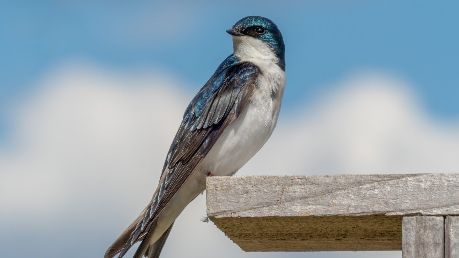 Tree Swallow