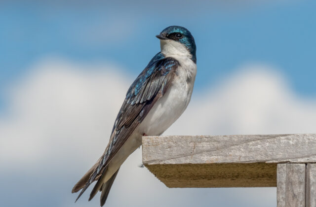 Tree Swallow