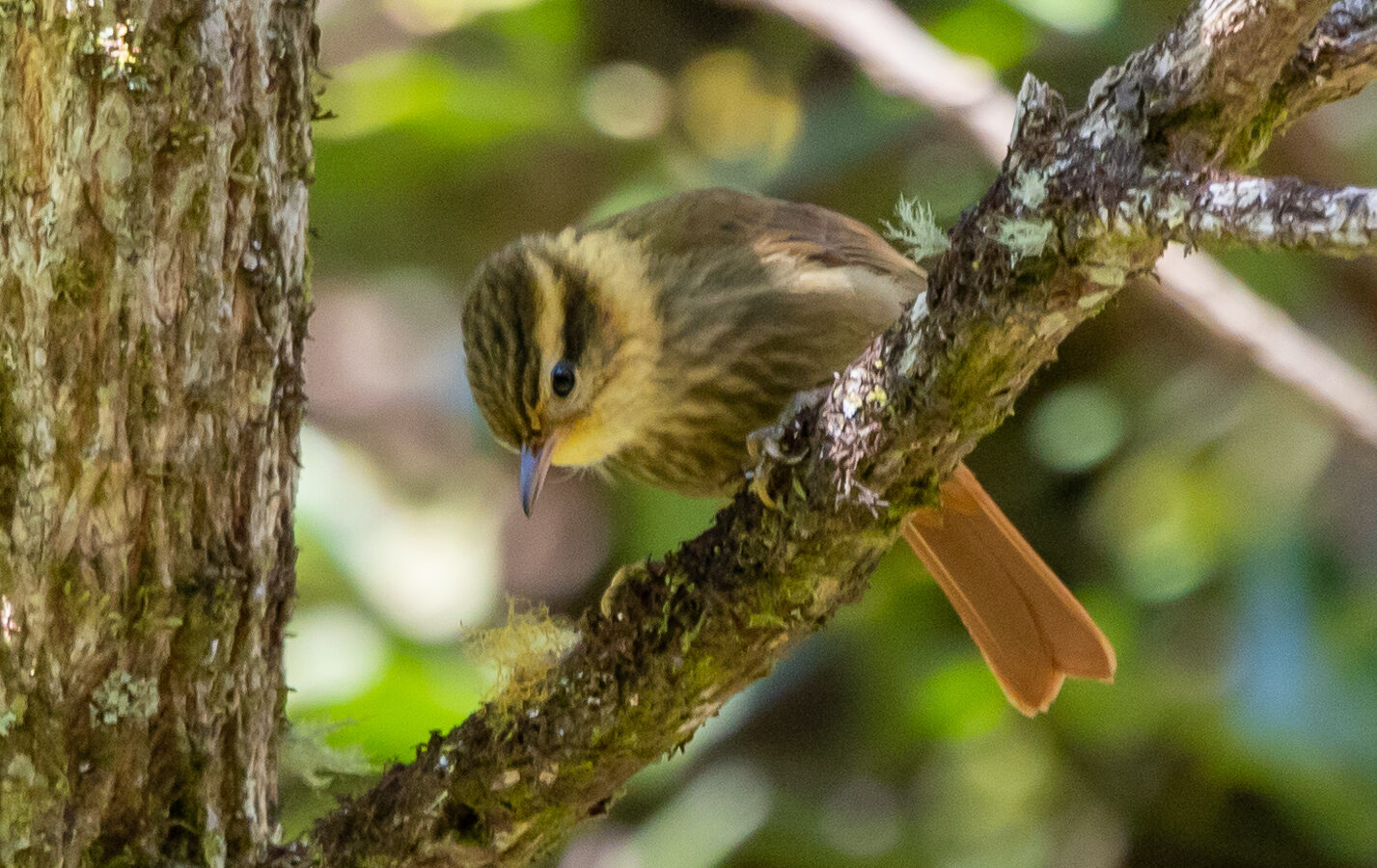 Sharp-billed Treehunter