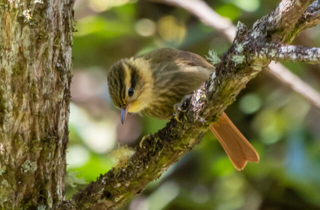 Sharp-billed Treehunter