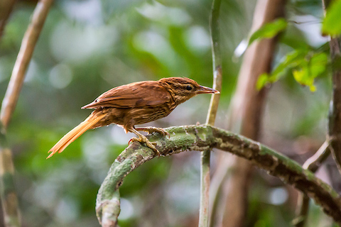 Pale-browed Treehunter