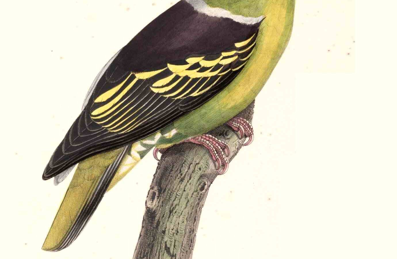 Buru Green Pigeon