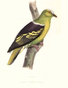 Buru Green Pigeon