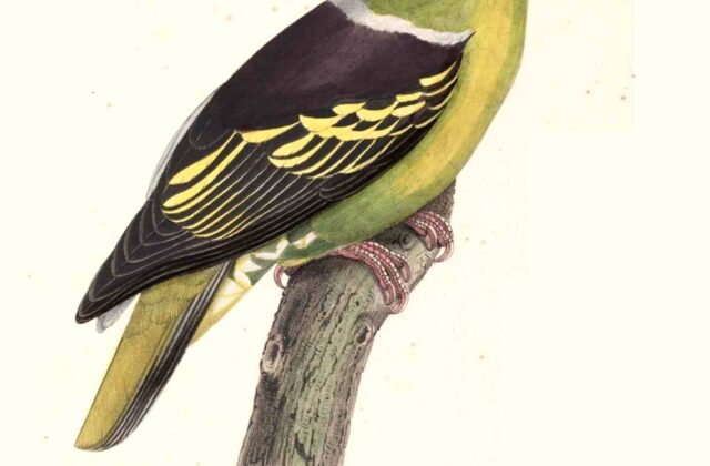 Buru Green Pigeon