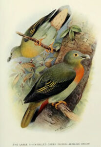 Large Green Pigeon