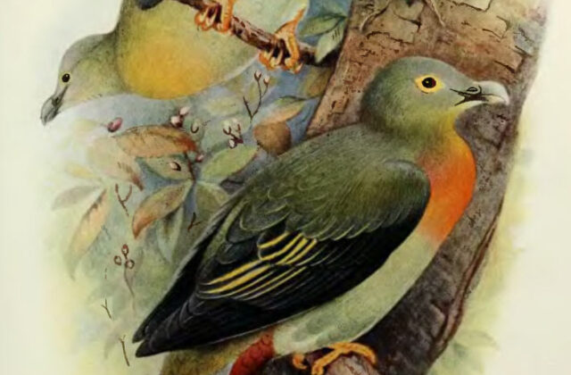 Large Green Pigeon