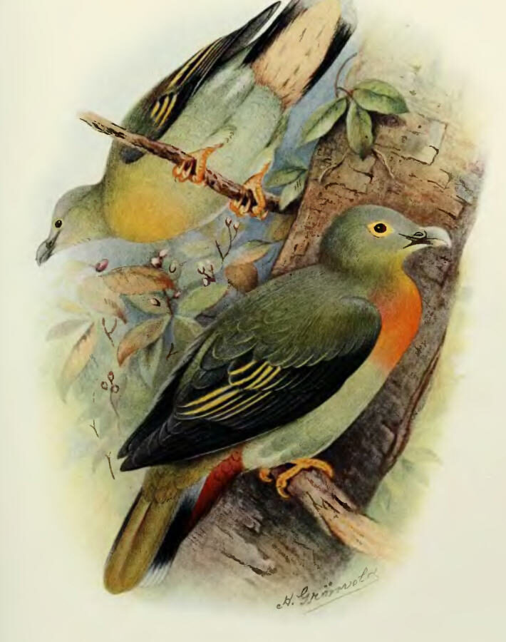 Large Green Pigeon