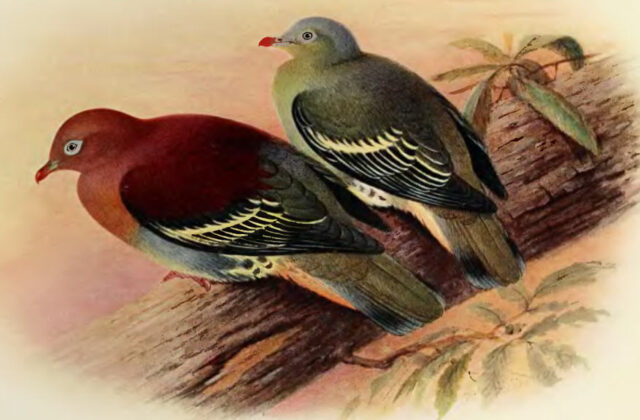 Cinnamon-headed Green Pigeon
