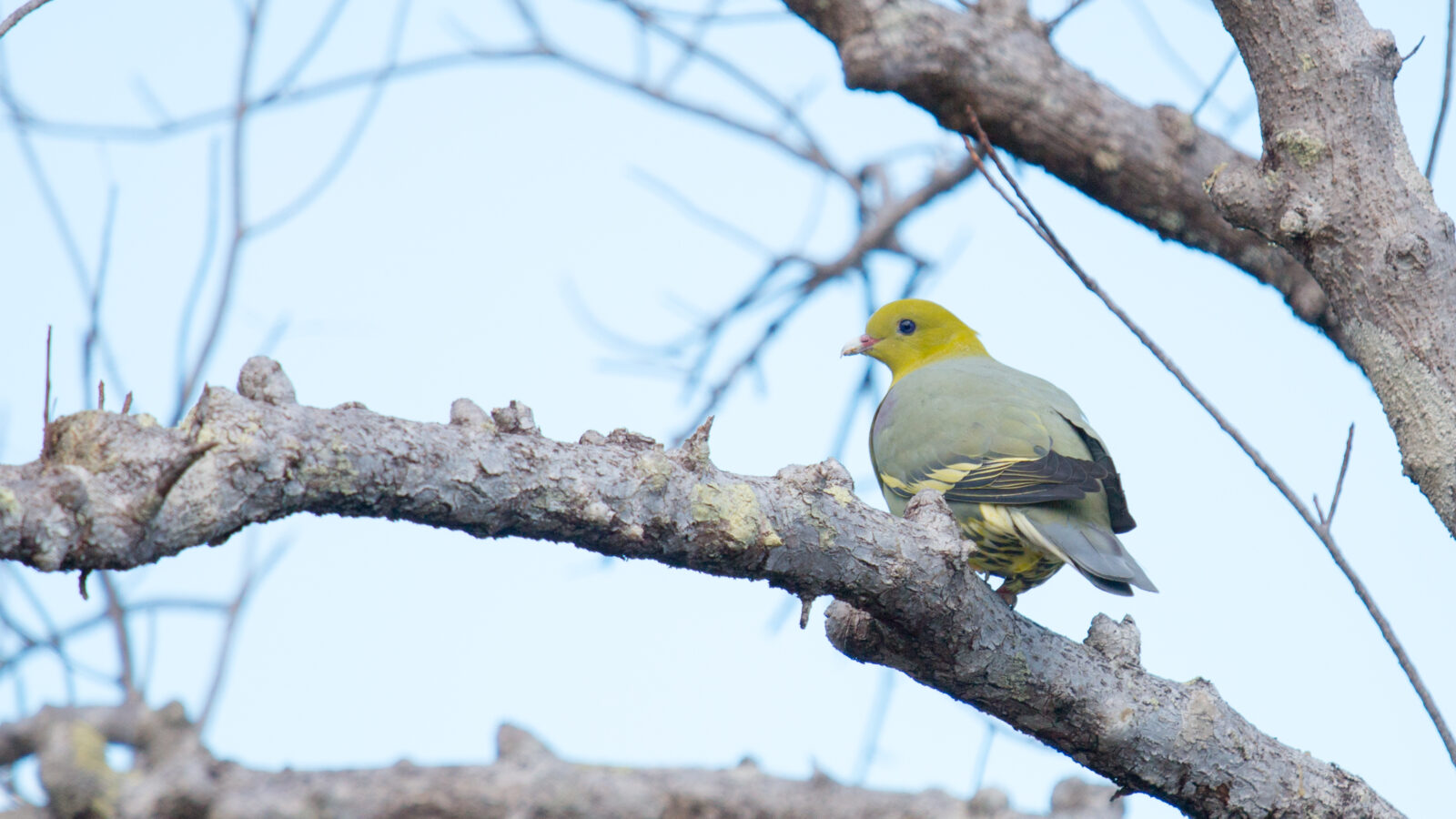 Madagascar Green Pigeon